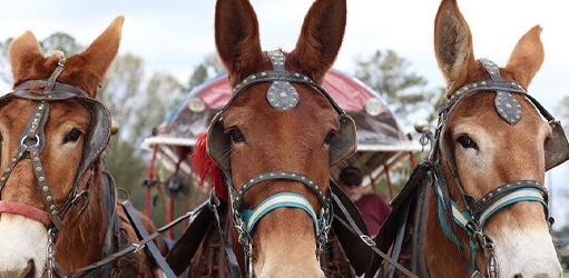 Team of horses