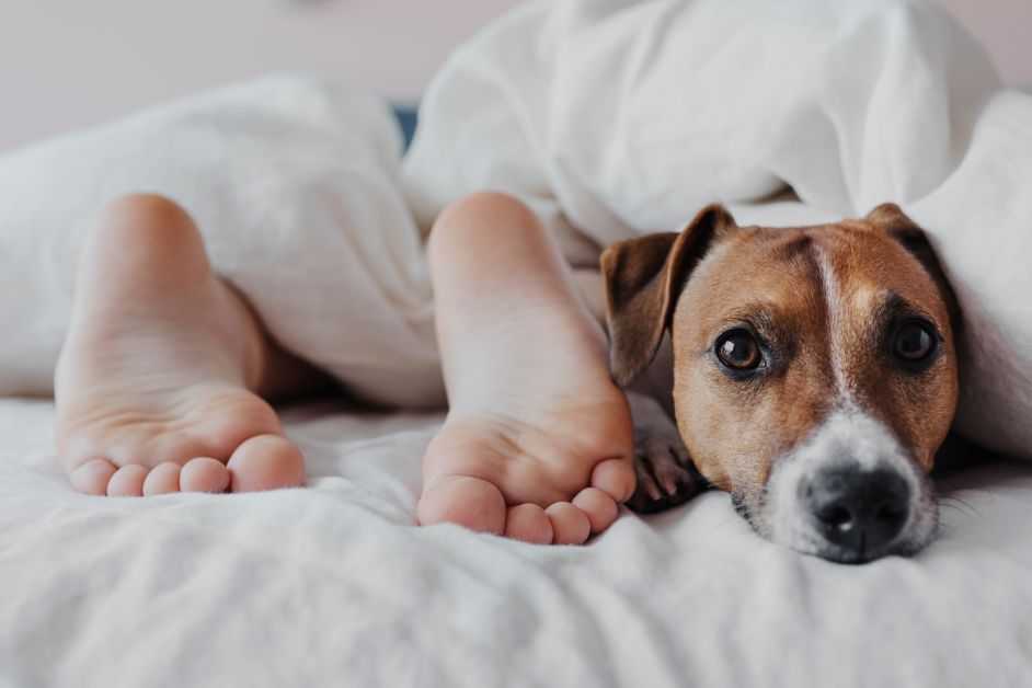 A dog sleeping with a human