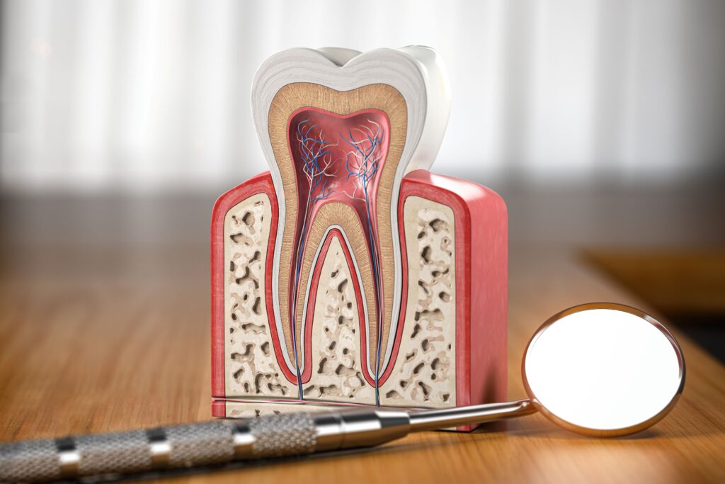Cutaway model tooth on wooden surface next to dental mirror